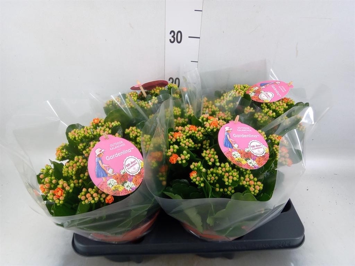 Kalanchoe blos. 'Gardenlina'  ..mix