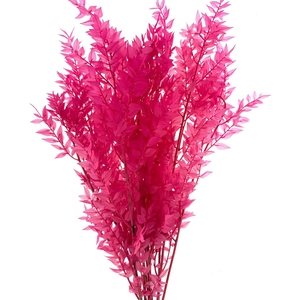 Dried Bleached Ruscus Cerise