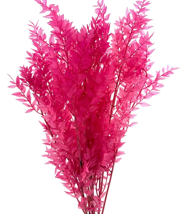 <h4>Dried Bleached Ruscus Cerise</h4>