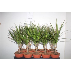 Dra Marginata