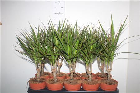 <h4>Dra Marginata</h4>