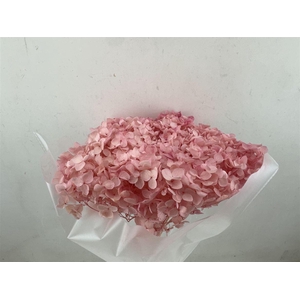 Pres Hydrangea Light Pink 25-30cm Bunch