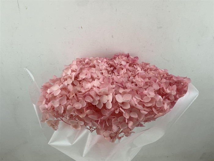 <h4>Pres Hydrangea Light Pink 25-30cm Bunch</h4>
