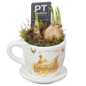 Arr.  Narcissus Tete Tete L%