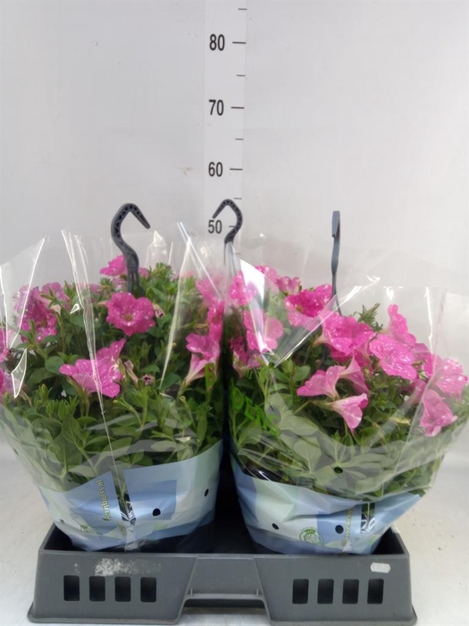 <h4>Petunia   ...</h4>