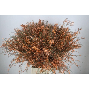 Ginster 400gr Orange P Bunch