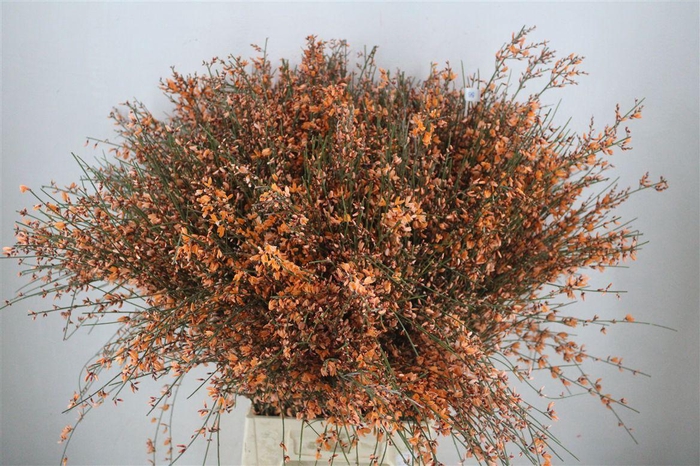 <h4>Ginster 400gr Orange P Bunch</h4>