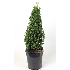 Buxus sempervirens 40-50 cm Piramide