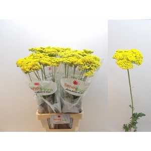 ACHIL F PARK VARIETY