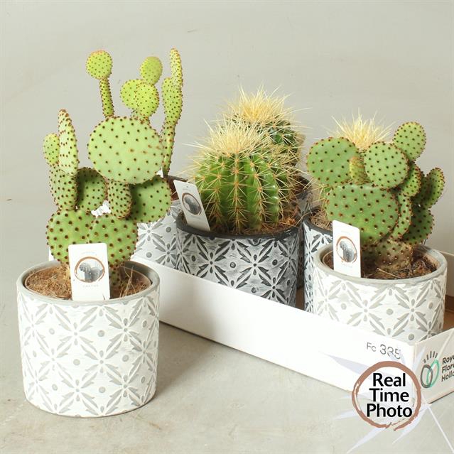 Cactus mix 14Ø 35cm