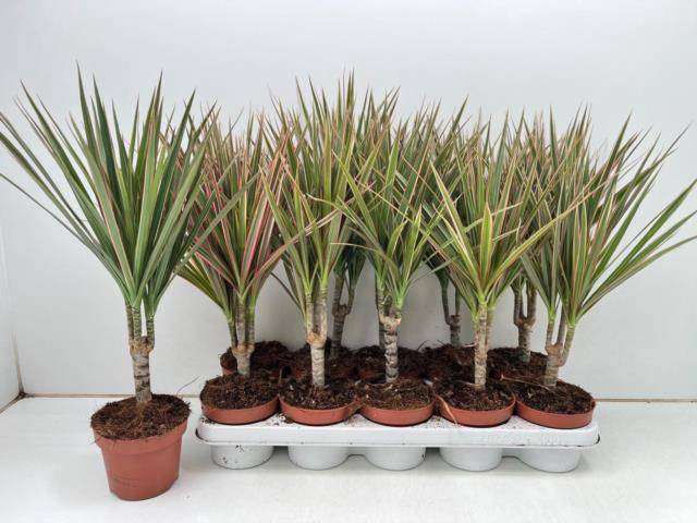 <h4>DRA MARG BICOLOR</h4>