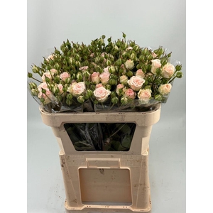 Rosa spray morning star