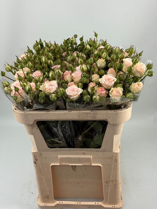 <h4>Rosa spray morning star</h4>