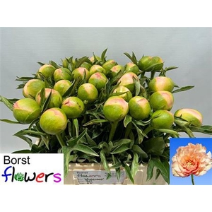 Paeonia (Herb. Hybrid Grp) 'Kingsday'