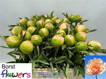<h4>Paeonia (Herb. Hybrid Grp) 'Kingsday'</h4>