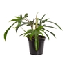 PHILODENDRON PEDATUM P17