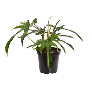 PHILODENDRON PEDATUM P17