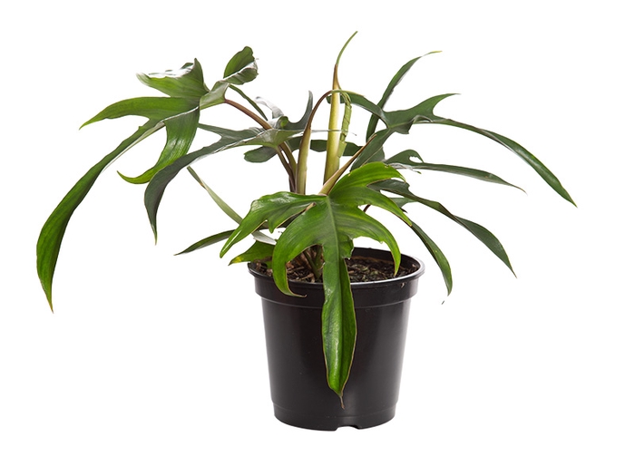 PHILODENDRON PEDATUM P17