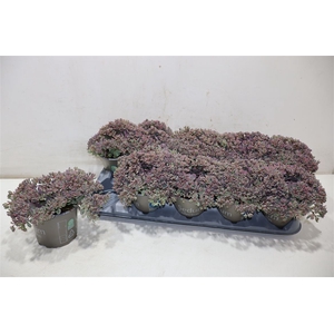 Sedum Caut Lidakense