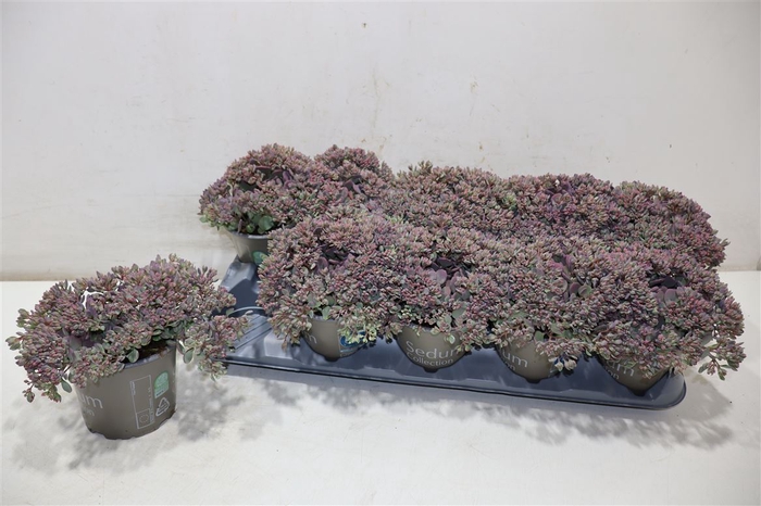 <h4>Sedum Caut Lidakense</h4>