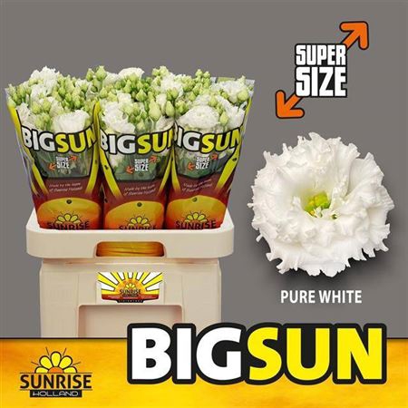 <h4>Eustoma G Alissa Pure White Sunrise</h4>