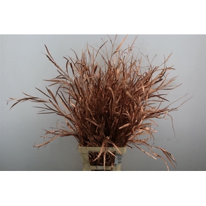 Grevillea Kbh Copper P Bunch