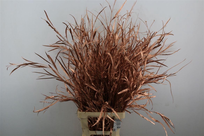 <h4>Grevillea Kbh Copper P Bunch</h4>