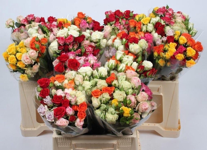 <h4>R TR GEM IN BOS</h4>