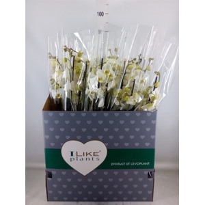 Phalaenopsis   ...white