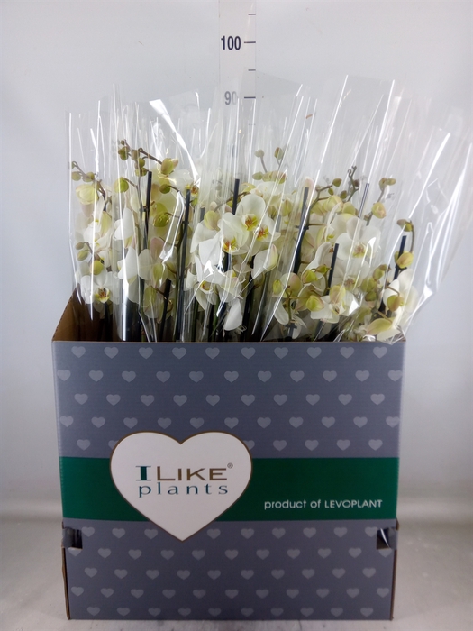 <h4>Phalaenopsis   ...white</h4>