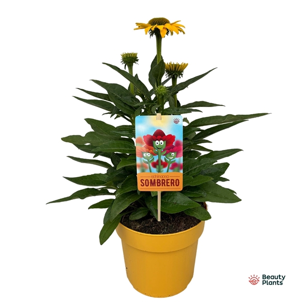 <h4>Echinacea Sombrero® Compact Yellow</h4>