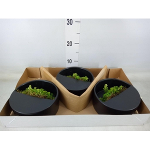 Arr.   Kamerplant Groen L%