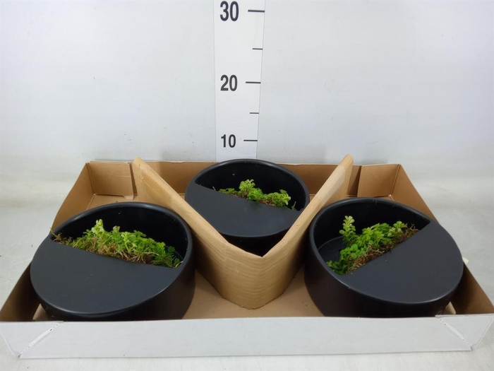 <h4>Arr.   Kamerplant Groen L%</h4>