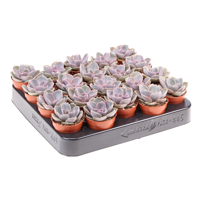 <h4>Echeveria perle von nurnberg</h4>