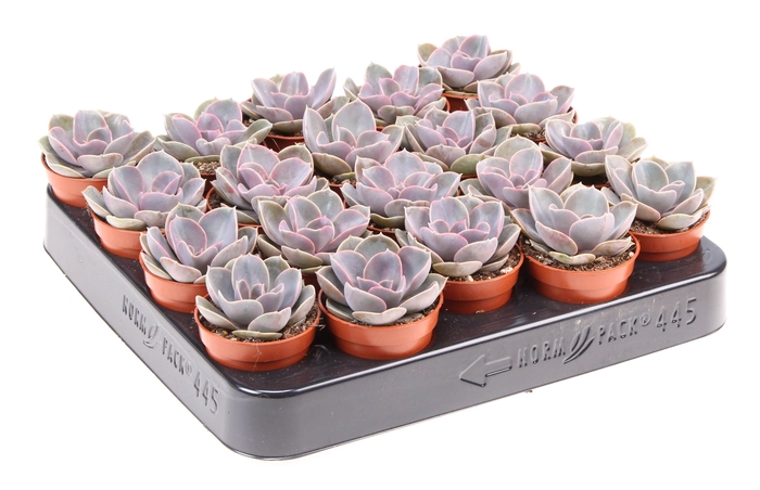 Echeveria perle von nurnberg