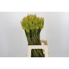 Kniphofia Sunningdale Yellow