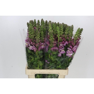 Antirrhinum Potomac Lavender