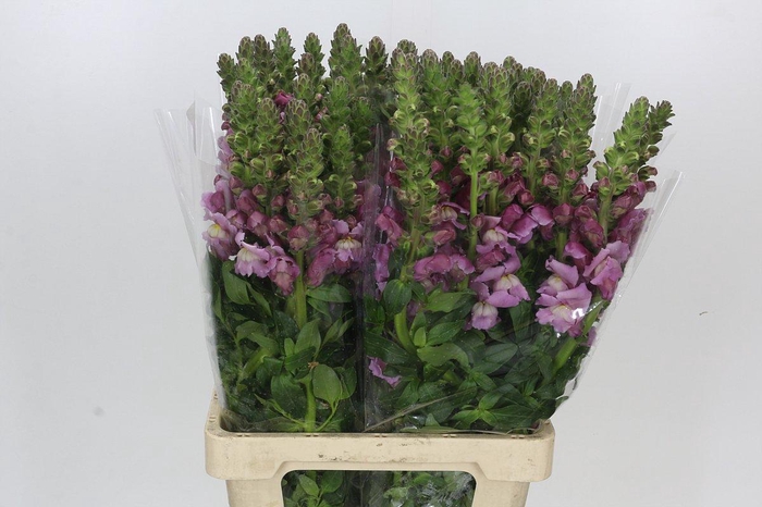 <h4>Antirrhinum Potomac Lavender</h4>