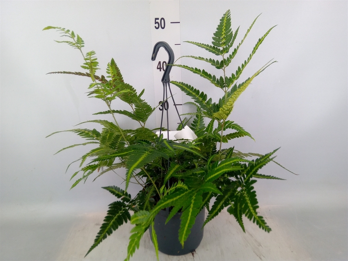 <h4>Arachniodes aristata 'Variegata'</h4>