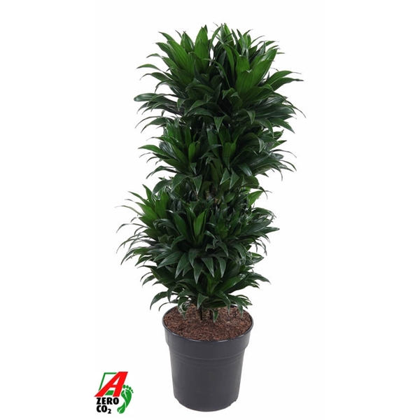<h4>Dracaena Compacta vertakt P27</h4>