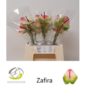 Anthurium Zafira