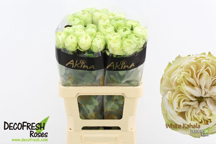 <h4>R Gr White Kahala</h4>