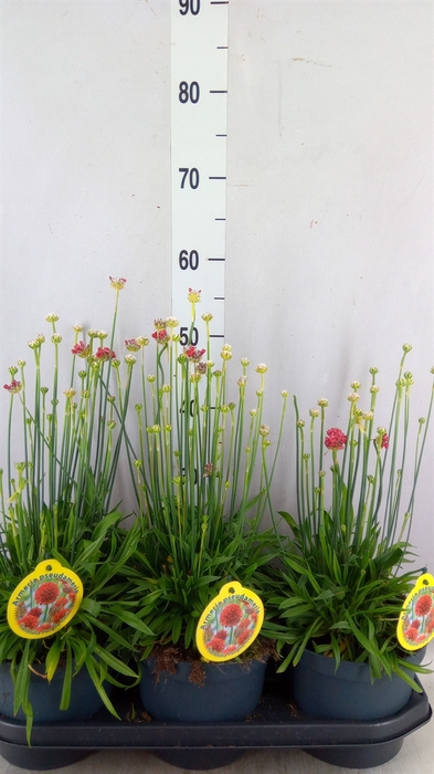 <h4>Armeria pseud. 'Ballerina'</h4>