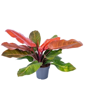 Philodendron Prince of Orange 19cm