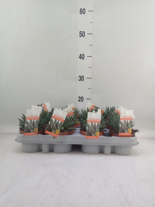 <h4>Haworthia ...</h4>