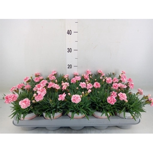 Dianthus  'Raspberry Eyes'