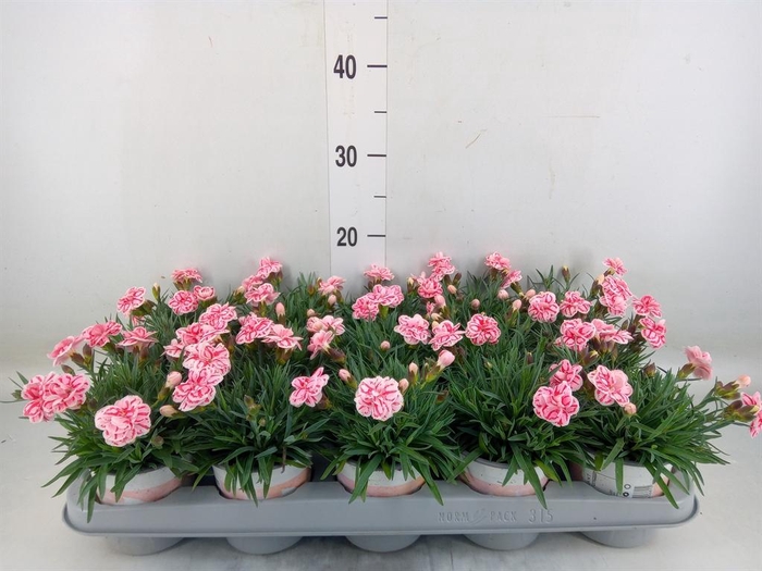 <h4>Dianthus  'Raspberry Eyes'</h4>