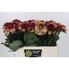 Dahlia Creme de Cognac