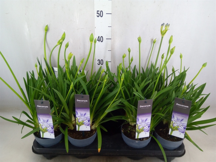<h4>Agapanthus  'Charlotte'</h4>