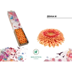 GE MB GERPONI ZENNA M Doos x60